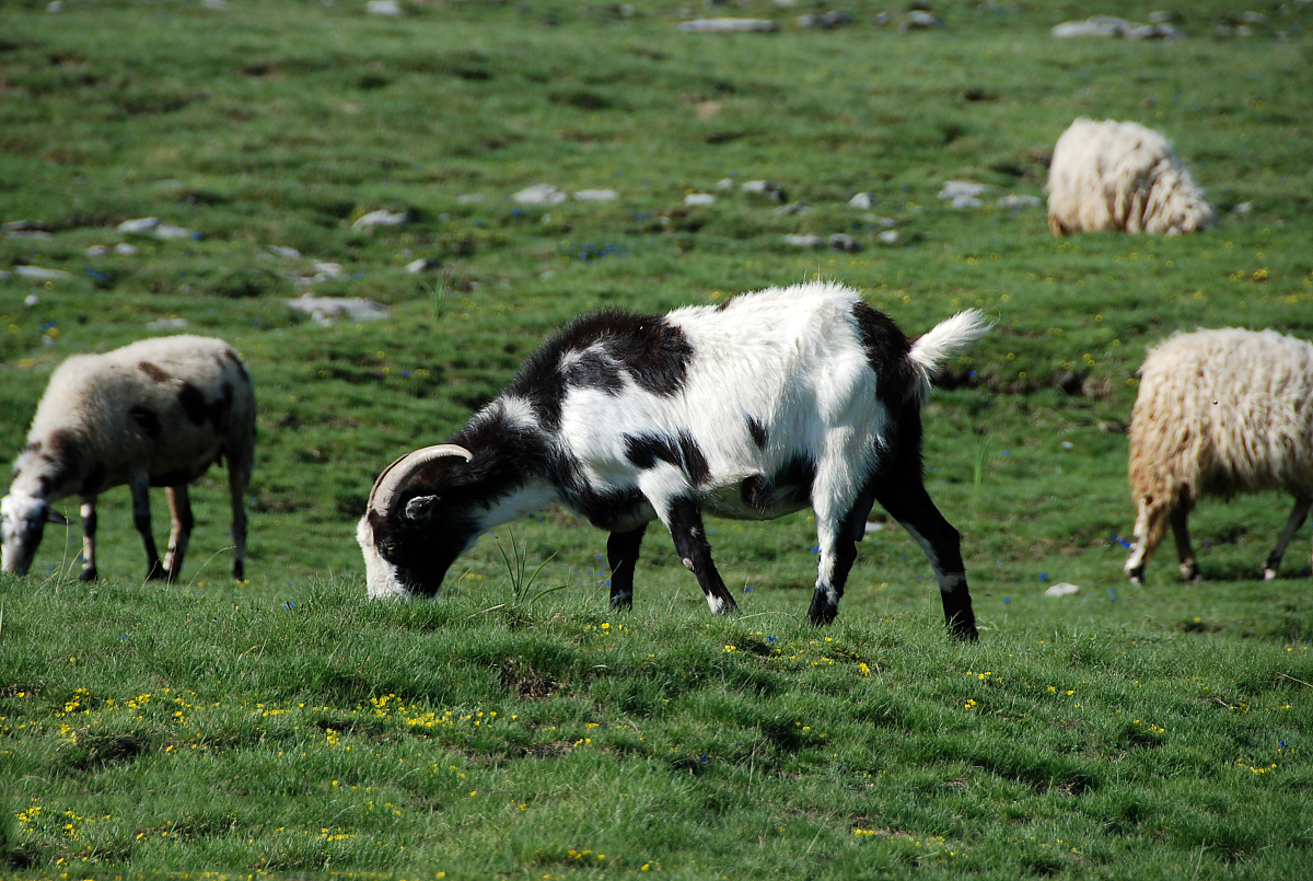 Alimentazione per l'animali